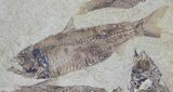 Fossil Fish (Gosiutichthys) Mortality Plate - Lake Gosiute #68421-2